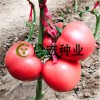 寿光粉果番茄种子 西红柿种子批发厂家 寿光西红柿种苗