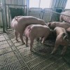生长好的猪苗-莒南金帝养殖口碑好的仔猪供应
