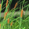 惠州湿生植物生产地-抢手的湿生植物出售