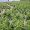 赤峰苍术苗种植-哪儿能买到有品质的苍术苗
