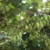 软枣猕猴桃价格-成活率高的软枣猕猴桃批发