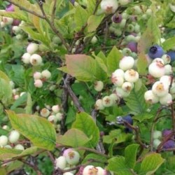 河北蓝莓树苗厂家-专业供应蓝莓树苗
