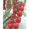 粉果西红柿种子-山东品种好的西红柿种子供应