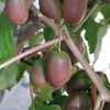 软枣猕猴桃树苗哪家好-供应辽宁成活率高的软枣猕猴桃树苗