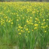 广州人工湿地植物_优良的人工湿地植物优选百草园
