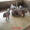 纯种太湖猪厂家-高质量的太湖猪推荐