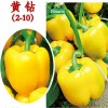 五彩椒种子供应商-哪里能买到五彩椒种子