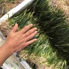 山东狐尾藻厂家-超值的矮生苦草优选丰城清溪农业