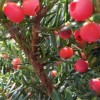 阜新红豆杉-优育的红豆杉出售