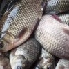 湖北哪里有好吃的生态养殖鱼类-物超所值的鲫鱼遂川生态农业供应