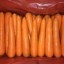 胡萝卜价格行情|采购实惠的胡萝卜就找大洲蔬菜