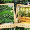 黑龙江哪里有提供优惠的哈尔滨绿植花卉租赁_可信的哈尔滨花卉租赁