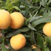 早熟黄桃种植基地-在哪能买到品种好的桃苗