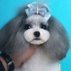 山东宠物美容培训学校-有保障的宠物美容培训就在张津晟宠物美容店
