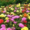 太阳花培育-来敬春花卉苗木，买高质量的太阳花