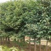 榉树-江苏品种好的绿化乔木供应