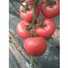 西红柿种子批发-绿田国际商贸-专业西红柿种子供应商
