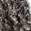 青岛鹅苗孵化-临沂地区专业鹅苗孵化