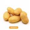 山东土豆供应商-划算的土豆上哪买