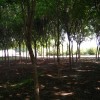 历城区五角枫供应商，哪里能买到成活率高的天行苗木