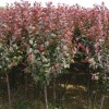 花灌木价格-想要优惠的紫叶稠李就来兴隆苗木种植