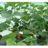 铁岭草莓苗培育|草莓苗_选东港圣德伯瑞农业技术开发