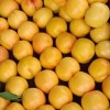 青州黄珊瑚油桃-供应山东成活率高的黄珊瑚油桃