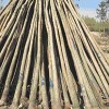 新疆专业批发苗木的-病虫害低的兰州苗木基地出售