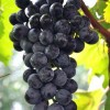 品质优良的夏黑葡萄苗-病虫害低的夏黑葡萄苗出售
