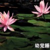 上海睡莲|找睡莲_来莲丽水生植物