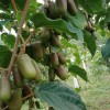 软枣猕猴桃哪家好-想要品种好的软枣猕猴桃就来东港军胜家庭农场