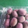 济南软枣猕猴桃种植技术-软枣猕猴桃种植上哪买好