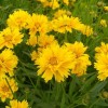 金鸡菊培育基地-金霆花卉苗木有品质的金鸡菊