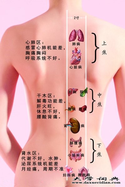 背部诊断，广州伊璐公司专业线正芫堂品牌