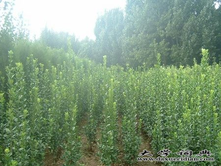 （令人心动）北海道黄杨供应，北海道黄杨种植基地，钰隆
