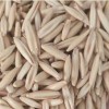新疆饲用燕麦种子供应商，银川饲用燕麦种子批发