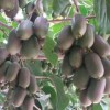 软枣猕猴桃价格-哪里能买到超值的软枣猕猴桃