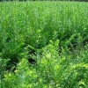 四川楠木苗价格-供应湖南质量好的绿化苗基地