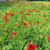上海红运萱草-哪里有提供好的红运萱草