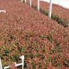 山东红叶石楠-质量好的红叶石楠市场价格