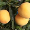 黄桃树苗-成活率高的早熟桃出售