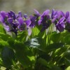 河北紫花地丁|优良的紫花地丁哪里有供应