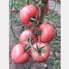 高产大红番茄种子-要买西红柿种子就到久尚农业科技