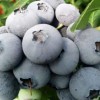 上甘岭蓝莓批发-供应沈阳价格超值的蓝莓