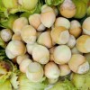 黑河本溪大榛子树苗-在哪能买到好种植的大果榛子苗