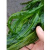 狐尾藻多少钱-品种好的眼子菜优选丰城清溪农业