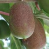 软枣猕猴桃树苗价格-专业供应软枣猕猴桃树苗