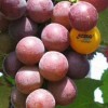 营口藤稔葡萄苗基地-在哪能买到好种植的藤稔葡萄苗