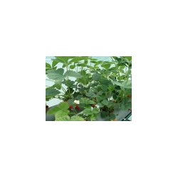 丹东草莓苗培育-大量出售草莓苗