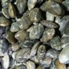花蛤价格-东港勇猛水产食品专业供应花蛤